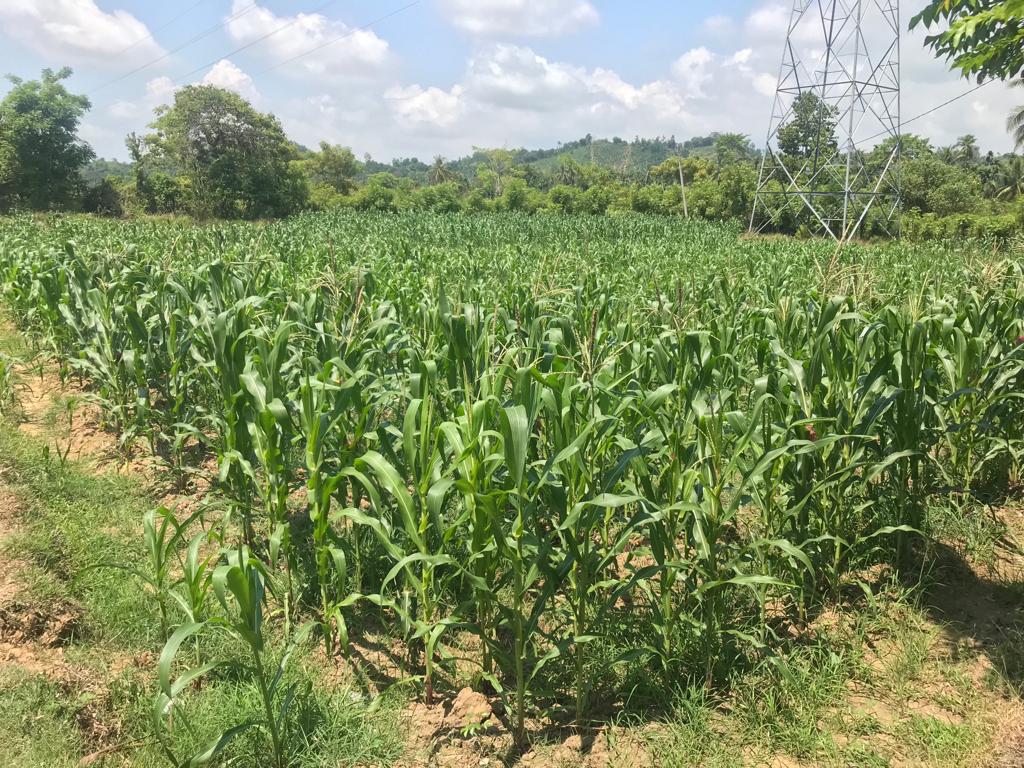 Perkebunan Jagung Desa Teungkluet