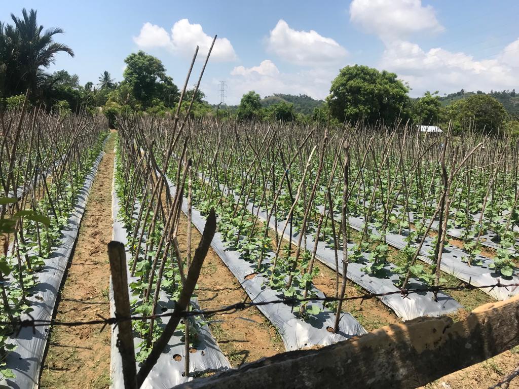 Perkebunan Cabai Desa Teungkluet